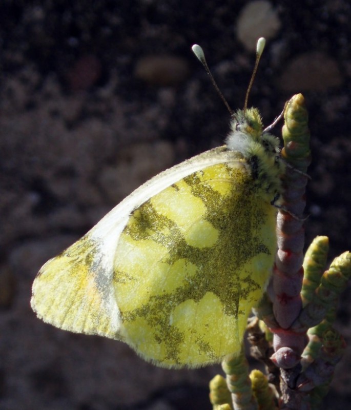 Spagna: La regione  de Monegros, paradiso entomologico